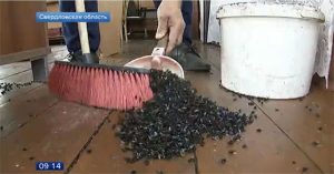 Dân miền núi Nga khốn đốn vì ruồi phủ kín bầu trời