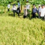 Chọn giống tốt – Nền tảng của chương trình “3 giảm, 3 tăng”