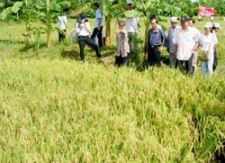 Chọn giống tốt – Nền tảng của chương trình “3 giảm, 3 tăng”