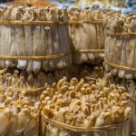 Kỳ lạ “mì chính nhà giàu”, từng chẳng ai thèm đến tranh nhau mua