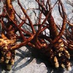 Sự thật ngã ngửa về “Sâm Đại quang” đang gây sốt trong thời gian vừa qua