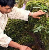 Bảo tồn và phát triển sâm Ngọc Linh tại Kon Tum