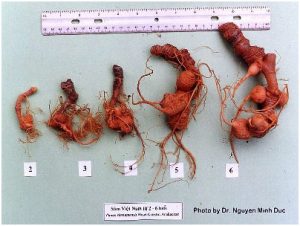 Trồng sâm Ngọc Linh trong… 20 ngày