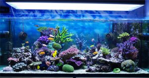 Những yếu tố khiến san hô trong bể cá thay đổi màu sắc