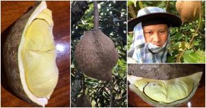Sầu riêng không gai: Kết quả sau 12 năm nỗ lực của các nhà khoa học Indonesia