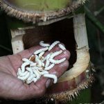 Sợ hãi sinh vật lạ trong ống tre được dân địa phương coi như của quý