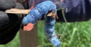 Phát hiện “sâu xanh biếc” giống nhân vật trong phim “Alice Ở Xứ Sở Thần Tiên”