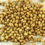 FAO thông qua kế hoạch bảo vệ nguồn gene thực vật
