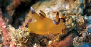 Sên biển giống hệt Pikachu gây sốt ở Nhật