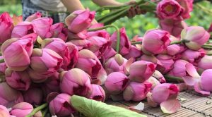 Bảo tồn sen Hồ Tây bằng công nghệ nuôi cấy mô tế bào