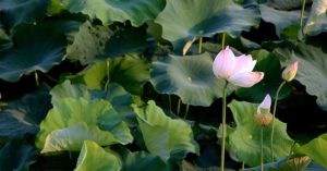 Trung Quốc trồng hoa sen vũ trụ cho năng suất cao