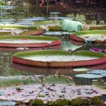 Chiêm ngưỡng loài sen khổng lồ nổi tiếng thế giới giữa Sài Gòn