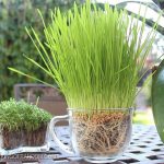 Chế siêu đất trồng từ bỉm trẻ em
