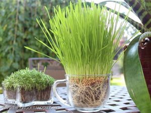 Chế siêu đất trồng từ bỉm trẻ em