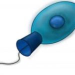 Cơ sở giao tiếp giữa các tế bào nằm trong choanoflagellate