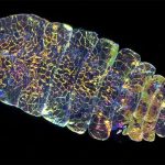 Sinh vật biển “thoát ẩn thoát hiện” như viên đá sapphire