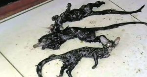 Sinh vật lạ đầu mèo mình chuột khiến dân Nam Phi sợ hãi