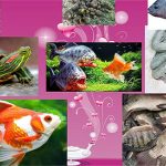 Nhận diện rõ sinh vật ngoại lai