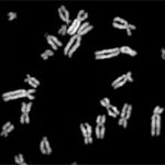 Tổng hợp thành công DNA của sinh vật nhân thực
