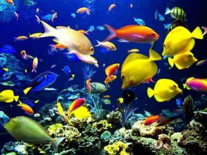 Hàng nghìn sinh vật mới xuất hiện dưới đáy biển Caribe