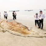 Động vật khổng lồ dạt bờ biển Trung Quốc