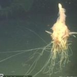 Phát hiện “quái vật Spaghetti bay” dưới biển sâu ở Angola