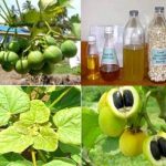 Từ 2009, Việt Nam khởi động nhiều dự án nhiên liệu sinh học