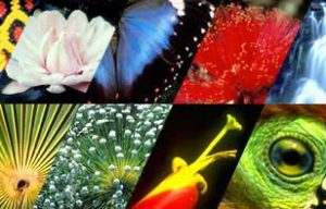 Thay đổi khí hậu có thể đẩy hơn một triệu loài tới nguy cơ diệt vong