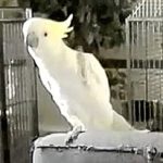 Chim biết khiêu vũ như người