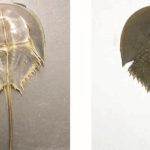 Phân biệt sam biển và so biển để tránh bị ngộ độc