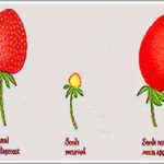 Từ chất kích thích tăng trưởng auxin đến thuốc diệt cỏ