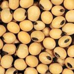 Nên ngừng ăn đậu nành trước khi mang thai