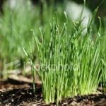 Việt Nam tham gia Hiệp hội bảo hộ giống cây trồng mới