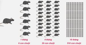 Những giải pháp giúp nhà nông kiểm soát chuột