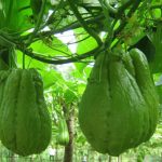 Kỹ thuật trồng su su cho nhiều ngọn, sai quả