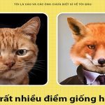 Fun fact thú vị về loài cáo