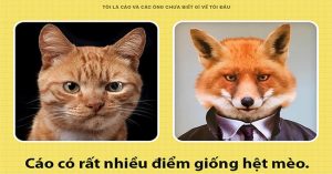 Fun fact thú vị về loài cáo