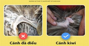 Những sự thật ít người biết về chim kiwi