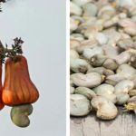 Những bí mật “động trời” mà nhiều loại đồ ăn luôn giấu chúng ta bấy lâu nay
