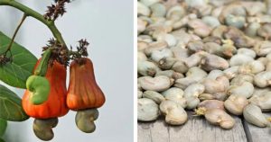 Những bí mật “động trời” mà nhiều loại đồ ăn luôn giấu chúng ta bấy lâu nay