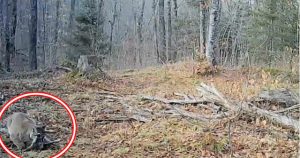 Đặt camera trong rừng, thợ săn giật mình khi bắt gặp sinh vật tuyệt chủng hơn 100 năm