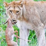 Linh dương impala vùng vẫy giành giật sự sống trong “nanh” sư tử