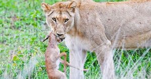 Linh dương impala vùng vẫy giành giật sự sống trong “nanh” sư tử