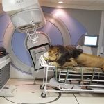 Xôn xao hình ảnh sư tử được xạ trị để chữa ung thư