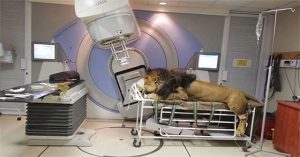 Xôn xao hình ảnh sư tử được xạ trị để chữa ung thư