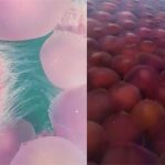 Hàng nghìn sứa hồng xâm chiếm bãi biển trong mùa dịch