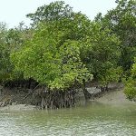 Một đảo tại châu Á biến mất