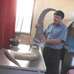 Thêm căn cứ về loài thú khổng lồ có ở Việt Nam