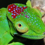 Tìm thấy hơn 600 loài sinh vật mới trên đảo Madagascar
