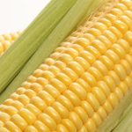 Phản bác ngô biến đổi gene gây ung thư trên chuột